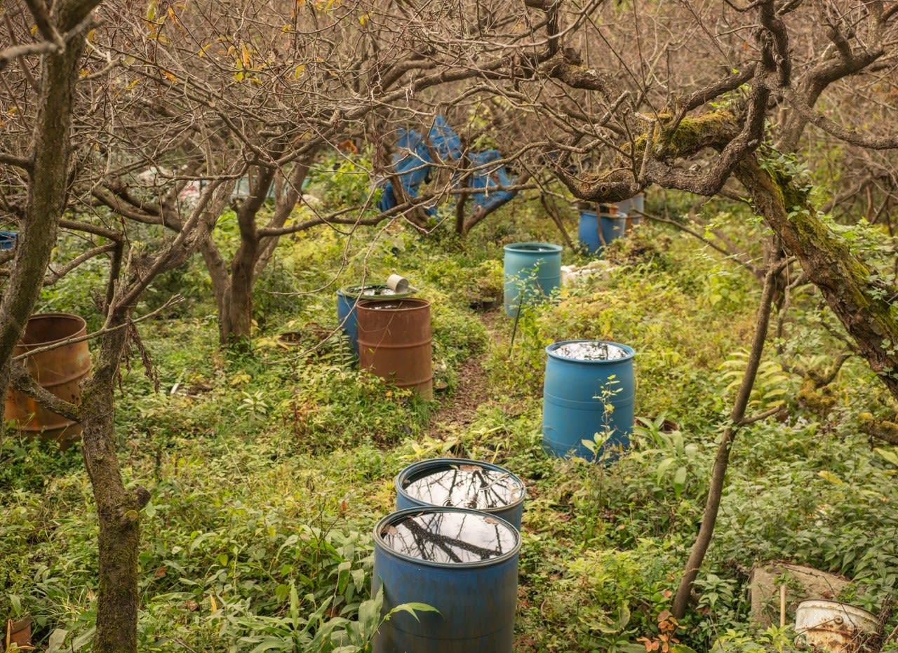 William Wylie, Shikoku 17-97, 2024