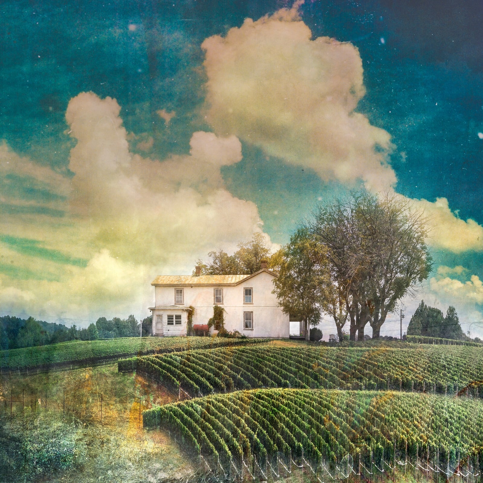 David Douglas, Large Study Early Mountain Vineyard, 2019