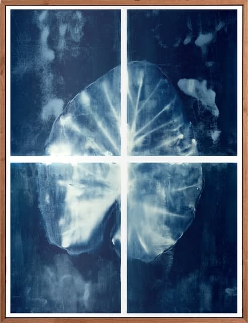 Peter Cochrane, Alocasia cyanotype, 2024