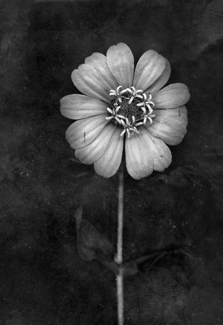 David Douglas, Study Portrait of a Zinnia, 2025