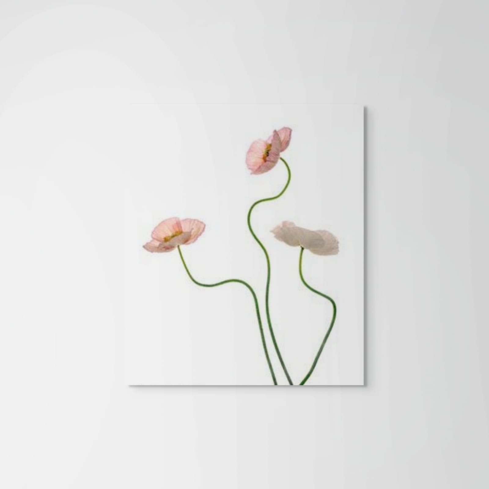 Fleming Cunningham, Three Pink Poppies, 2001