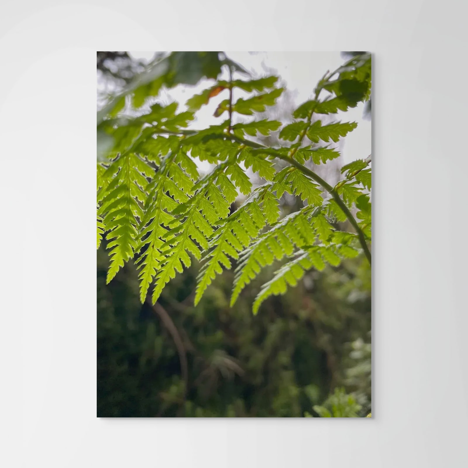 Alice Baughman, Beneath the Ferns, 2024