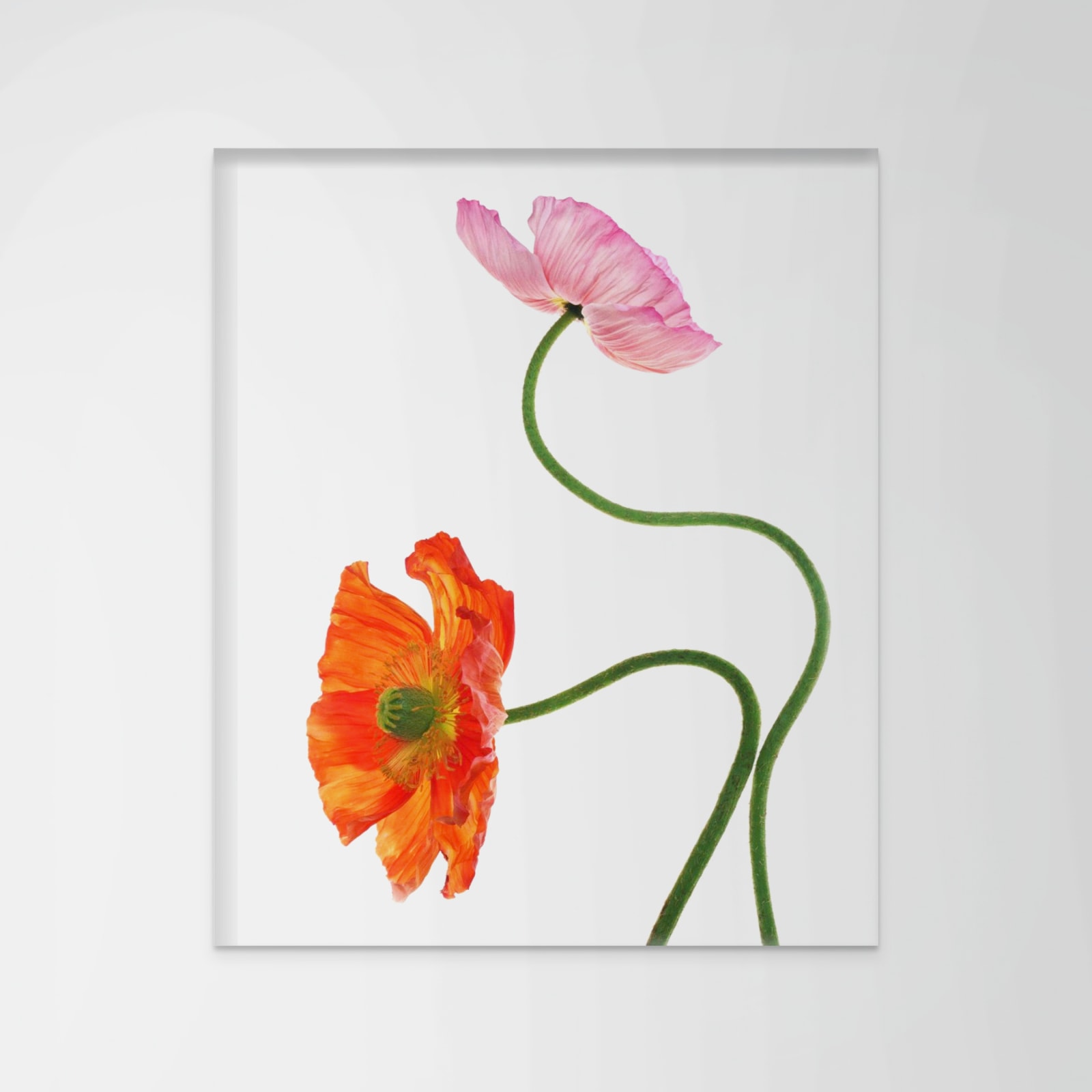 Fleming Cunningham, Pink and Red Poppies, 2020