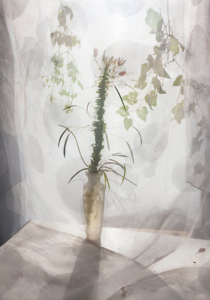 Pam Fox, Spider Flower, 2025