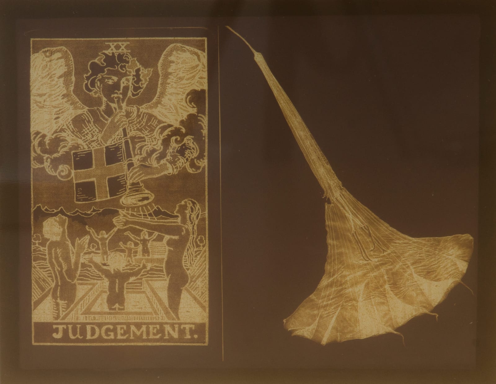 Willie Anne Wright, Angel's Trumpet, 2014