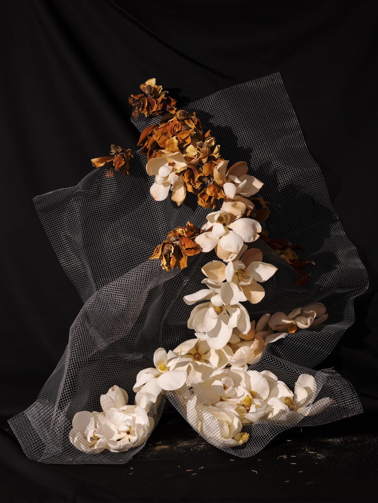 Peter Cochrane, The Magnolia is One of the most Ancient Flowering Plants on Earth at around 95 Million Years Old, 2024