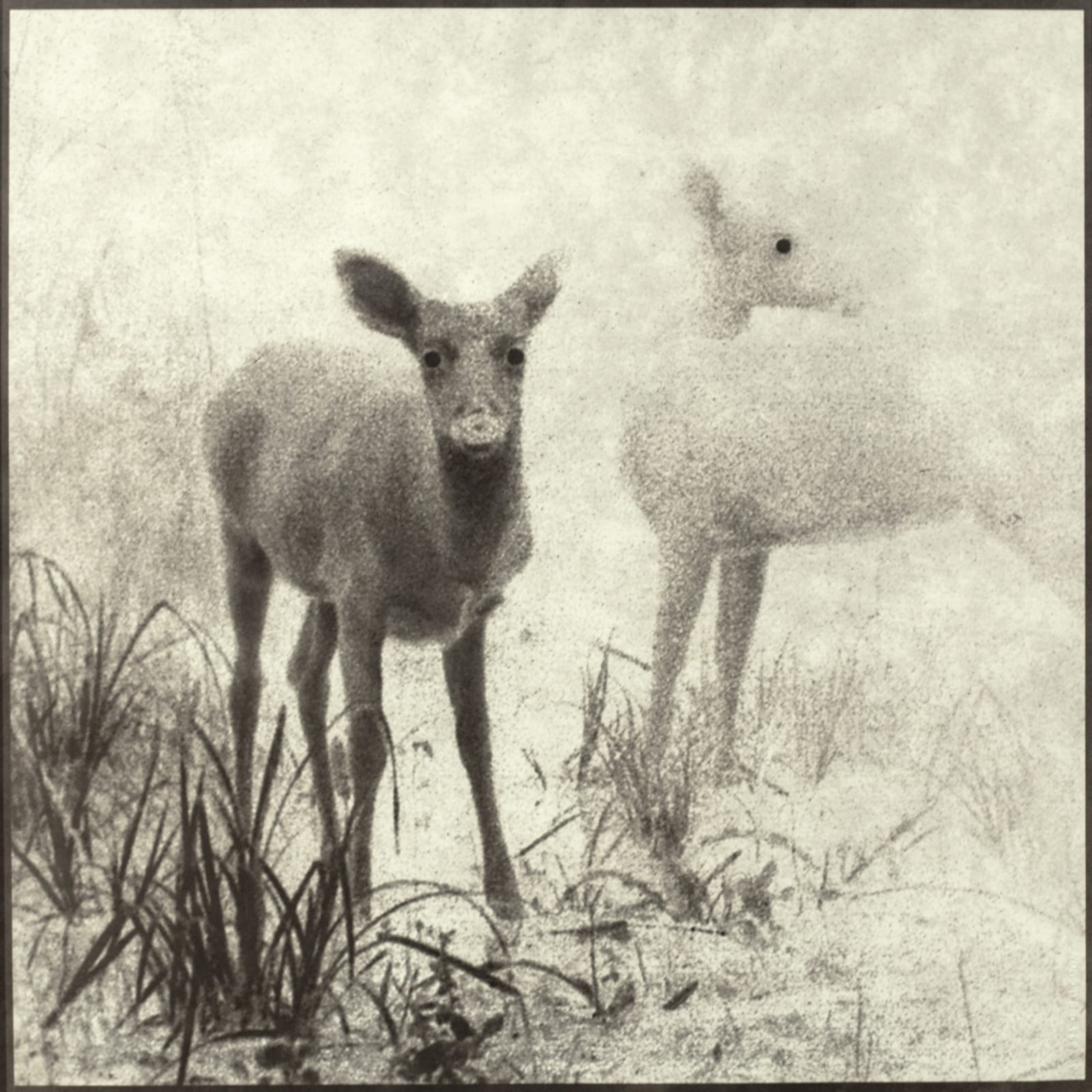 Alyssa Salomon, EK000183 2015-11-30 JRP, 2017