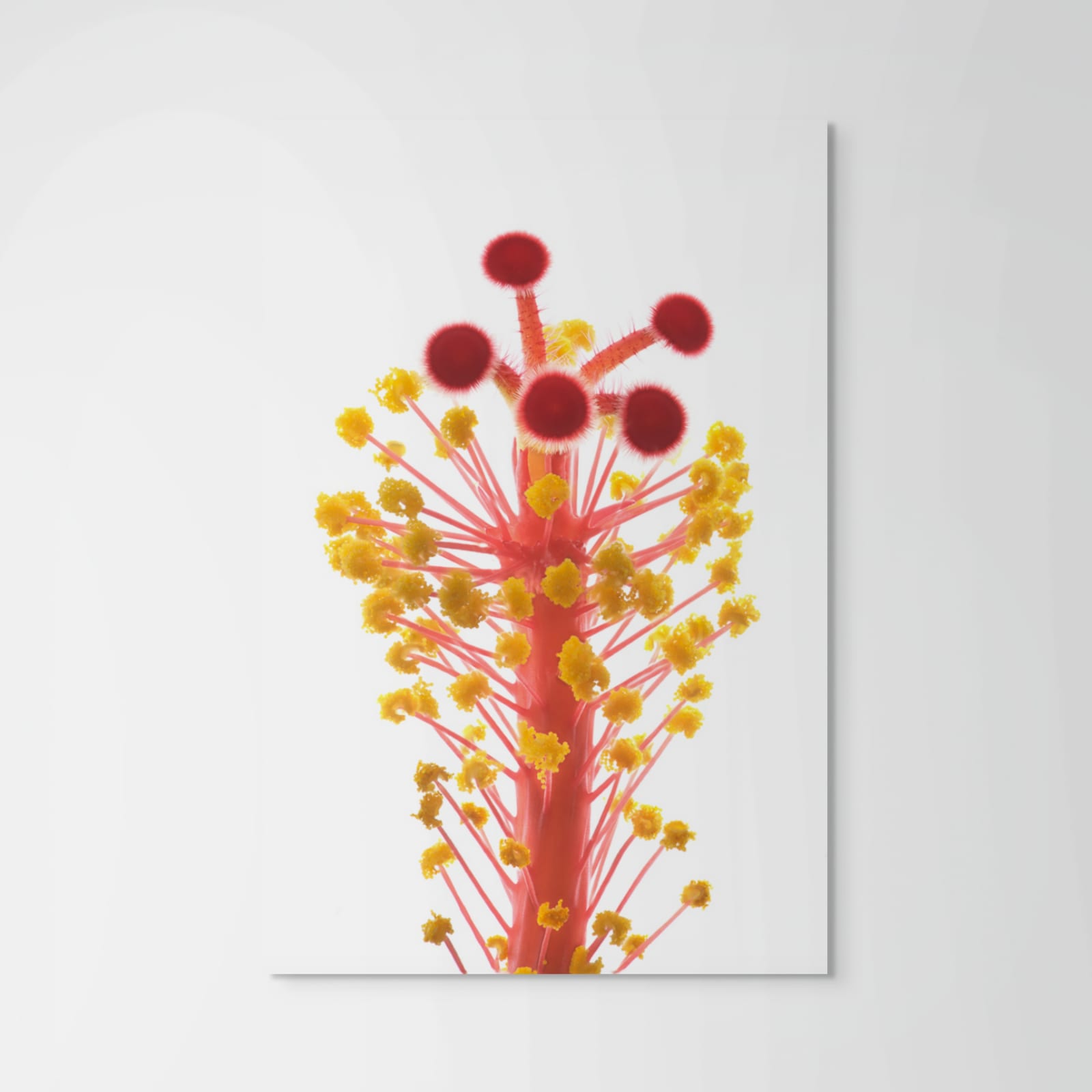 Robert Llewellyn, Hibiscus, 2023