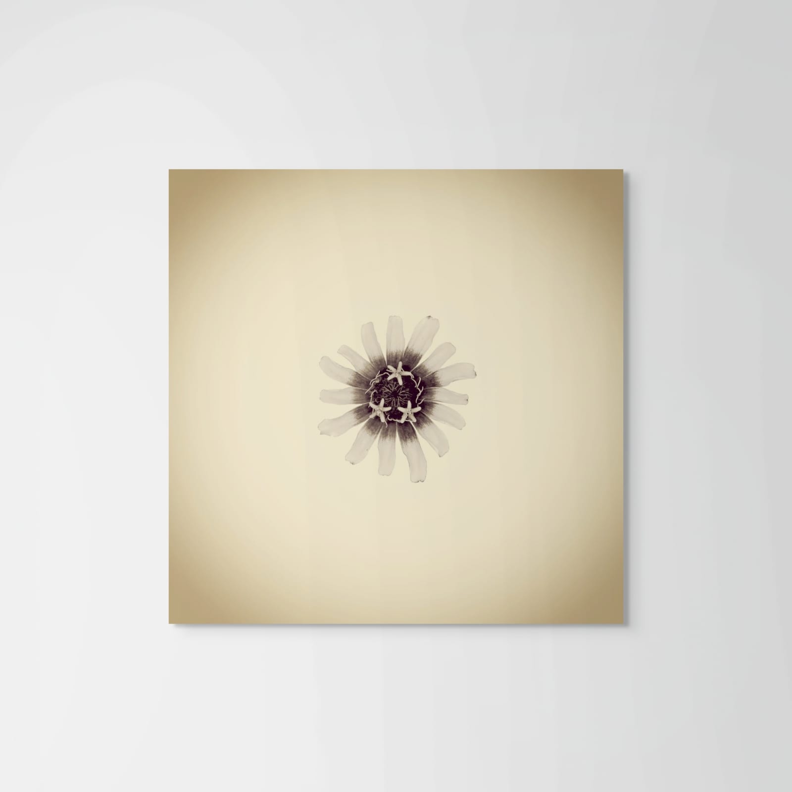 Joshua White, Zinnia, Zinnia sp, 2018