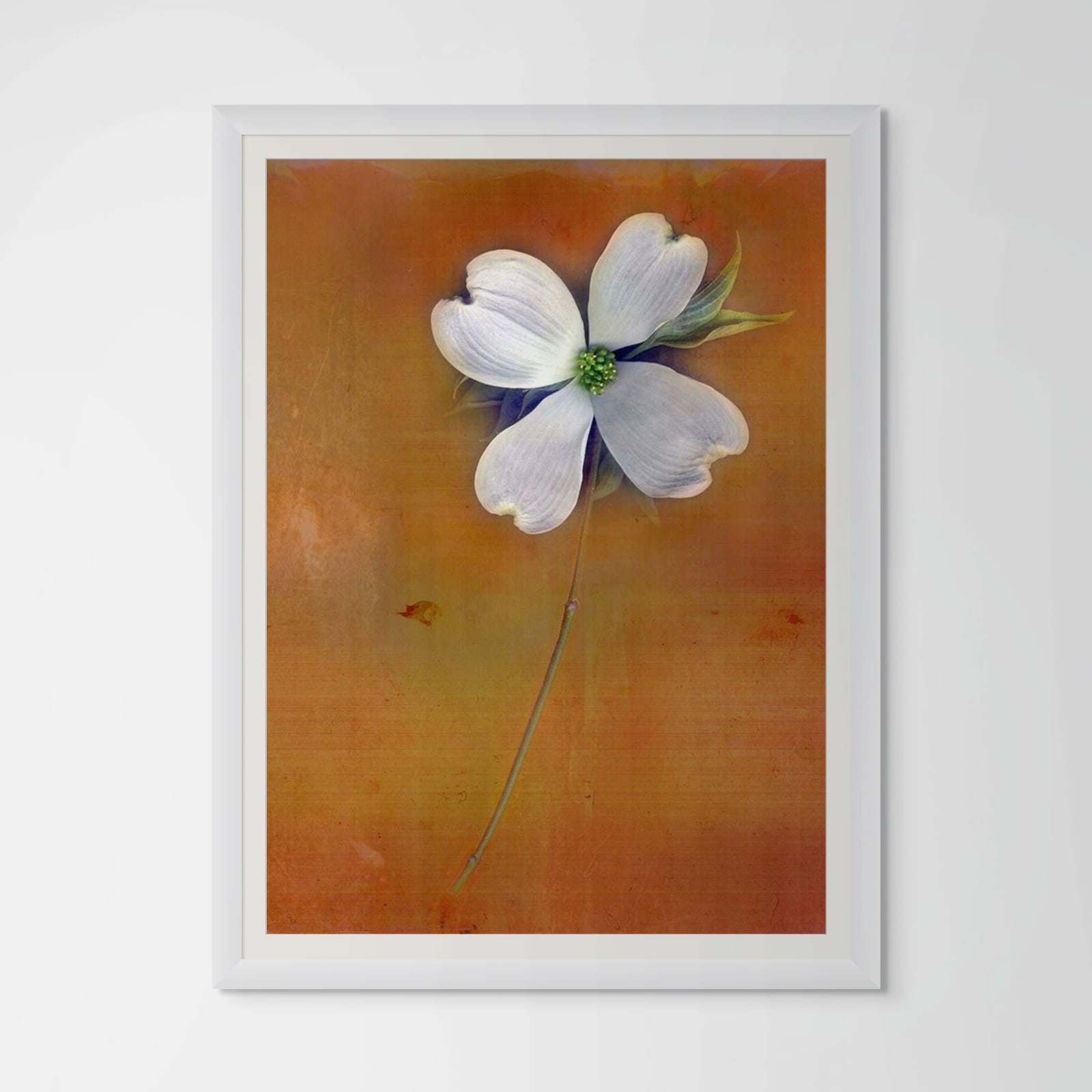 David Douglas, Virginia Dogwood in Orange, 2025