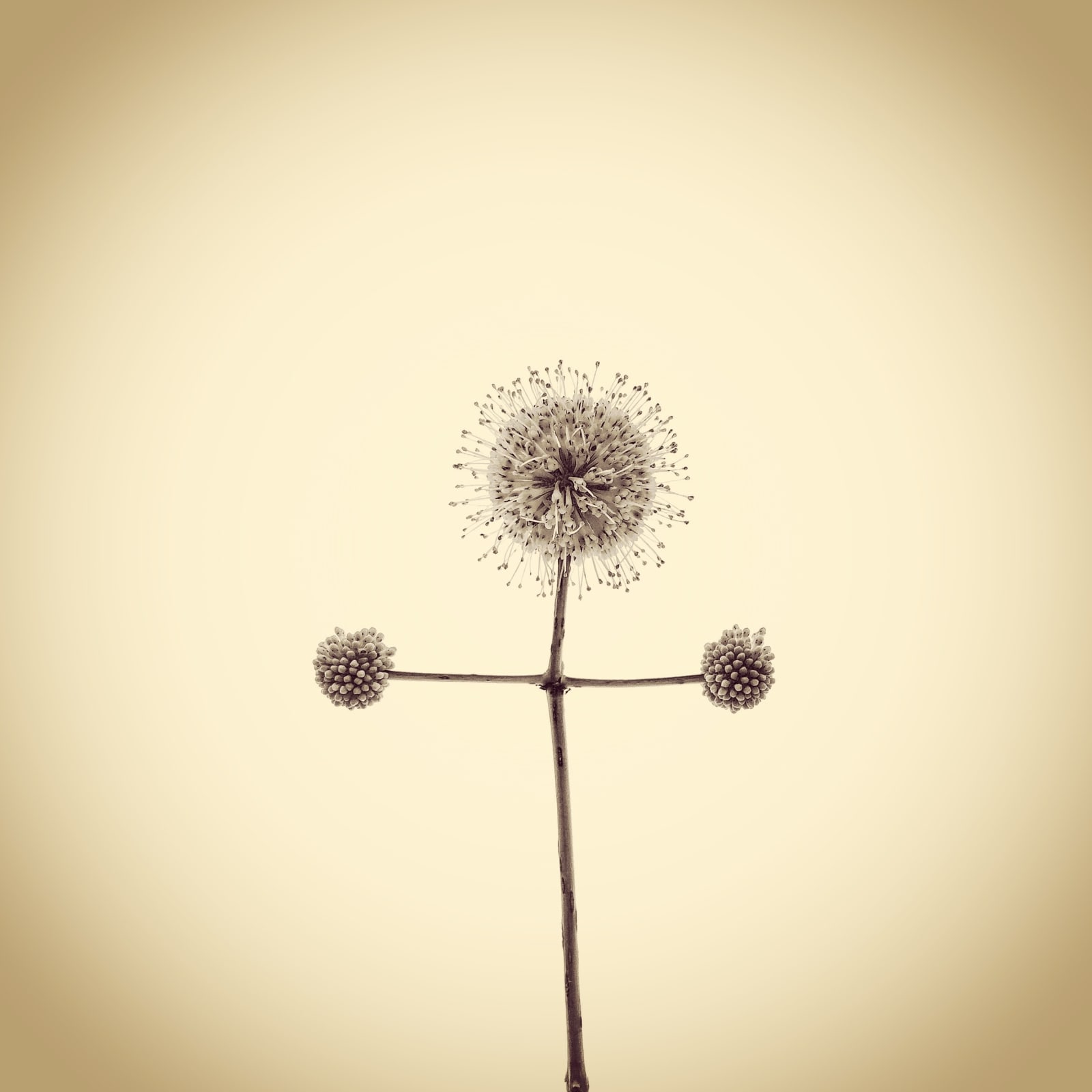 Joshua White, Buttonbush Flowers, Cephalanthus occidentalis, 2015