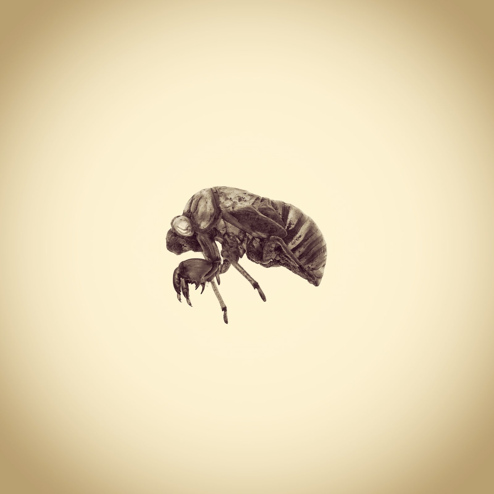 Joshua White, Dog-day Cicada Nymph Exoskeleton, Tibicen canicularis, 2014