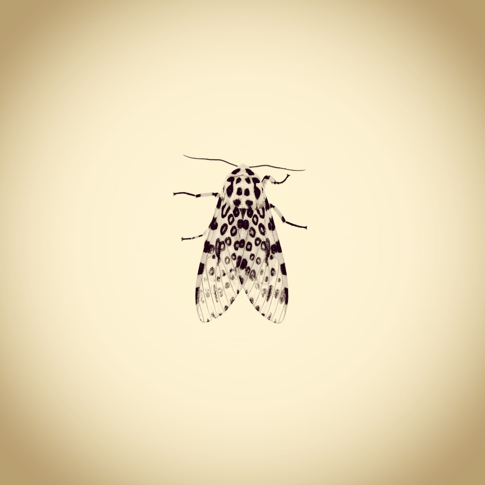 Joshua White, Giant Leopard Moth, Hypercompe scribonia, 2015