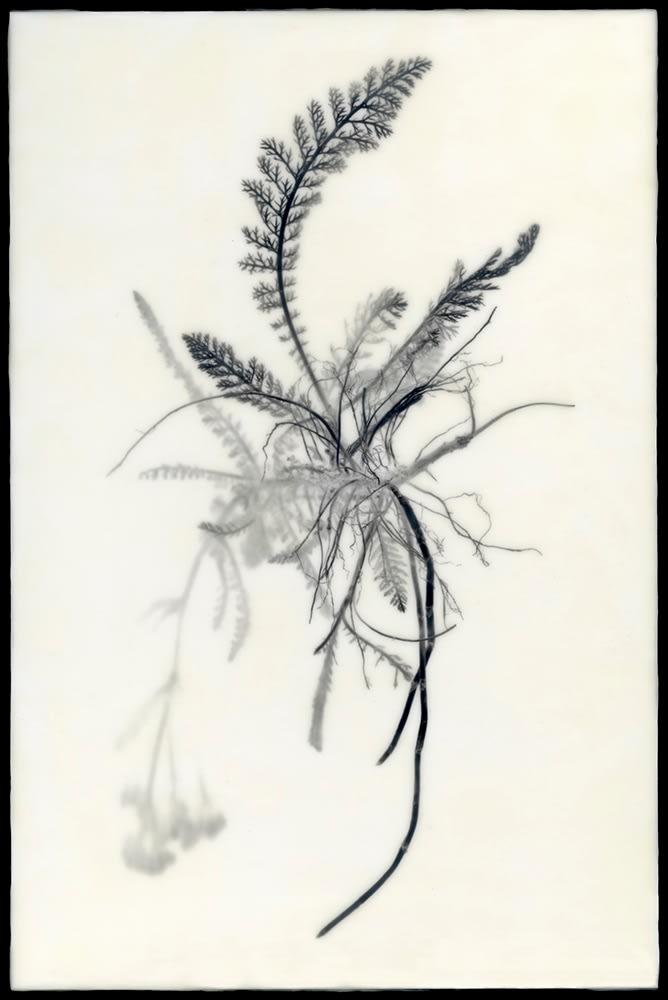 Christa Bowden, Daucus carota (Queen Anne's Lace) I, 2017