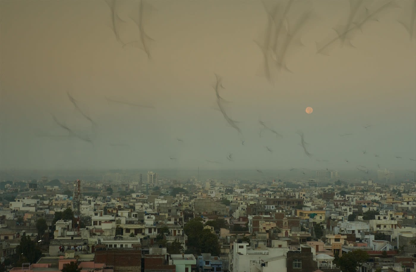 David Hillegas, Sunrise Pigeons