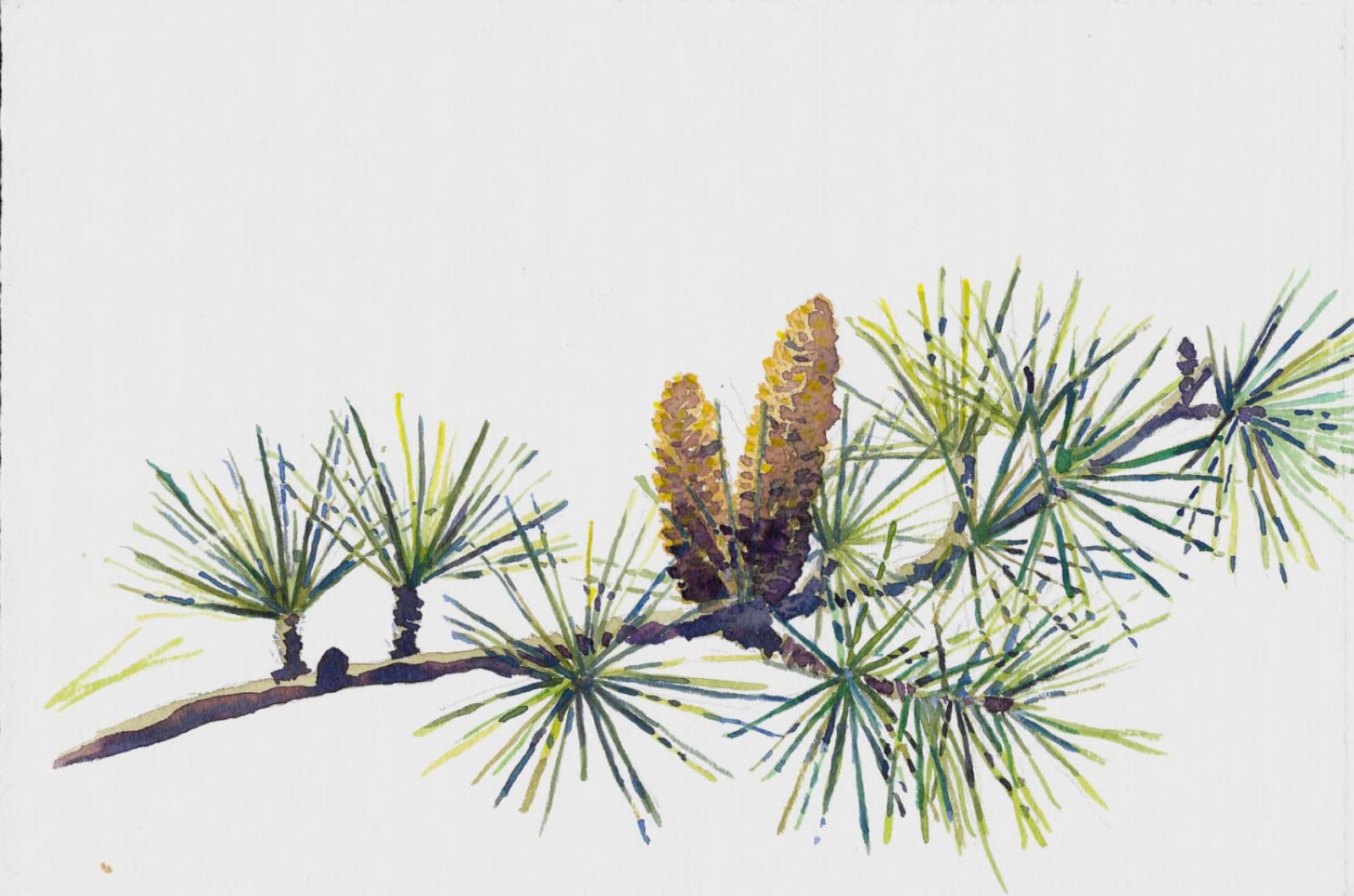 Samantha Dabney, Colle Lane December Deodar Cones, 2020