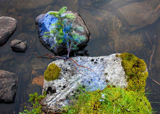 Holly Morrison, Unrooted, 2020