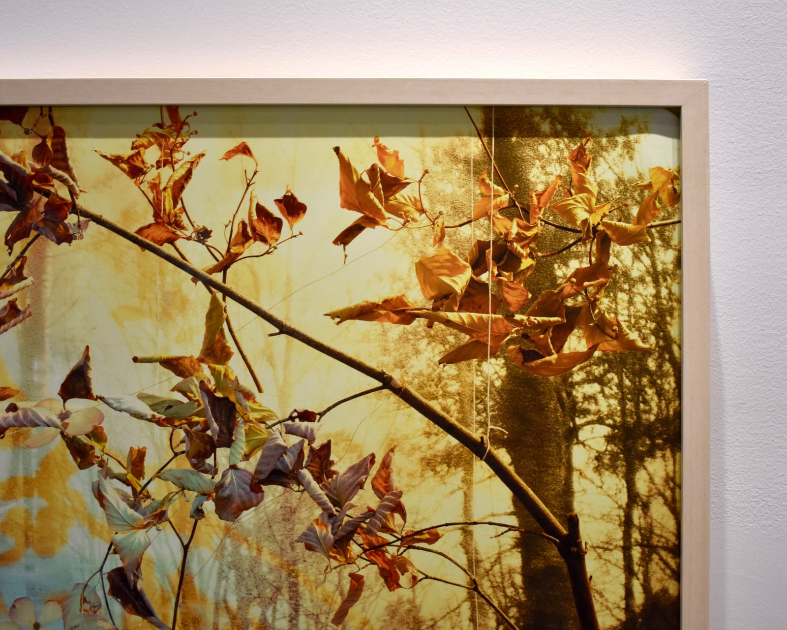 Peter Cochrane, The State Flower of Virginia is Actually a Tree—The Flowering Dogwood Acts as Harbinger of both Spring and Fall with its Early Blossoms and Changing Leaves, 2024