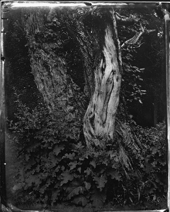 Emily White, Familiar Landscapes, Where Lay Our Beloved, 2017