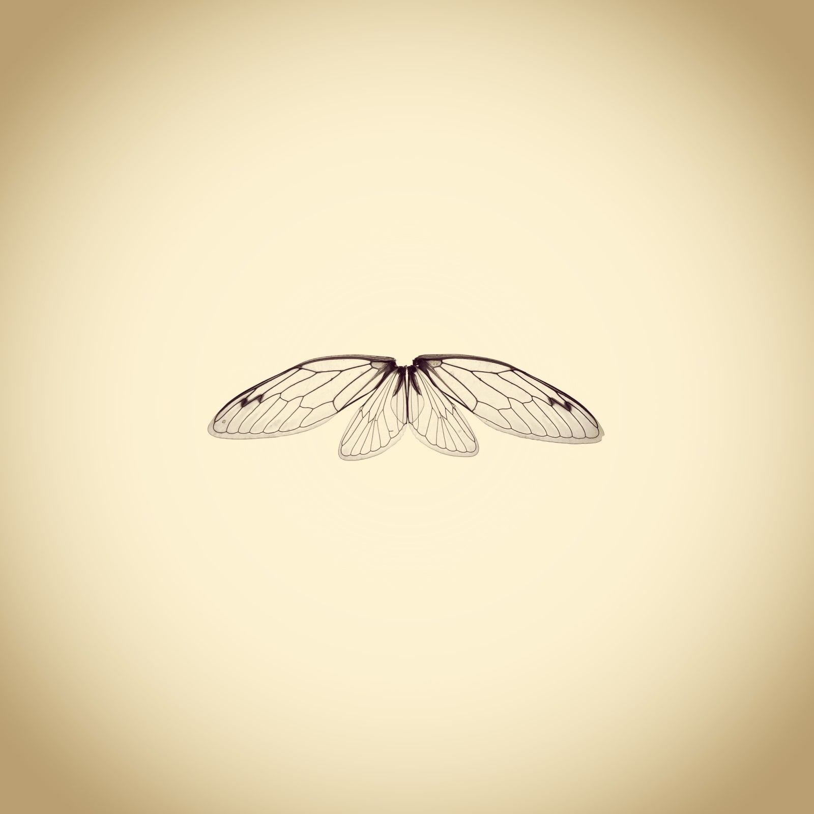 Joshua White, Dog Day Cicada Wings, Tibicen canicularis, 2014