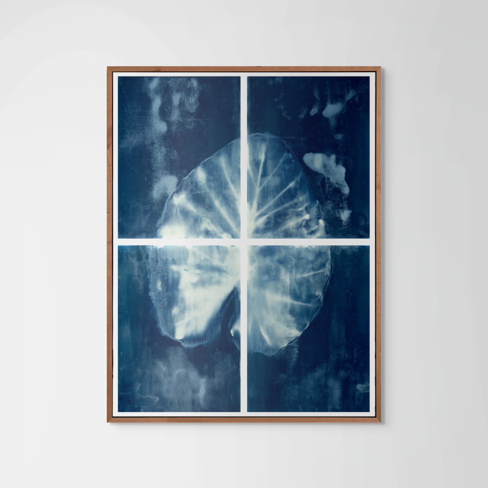 Peter Cochrane, Alocasia cyanotype, 2024