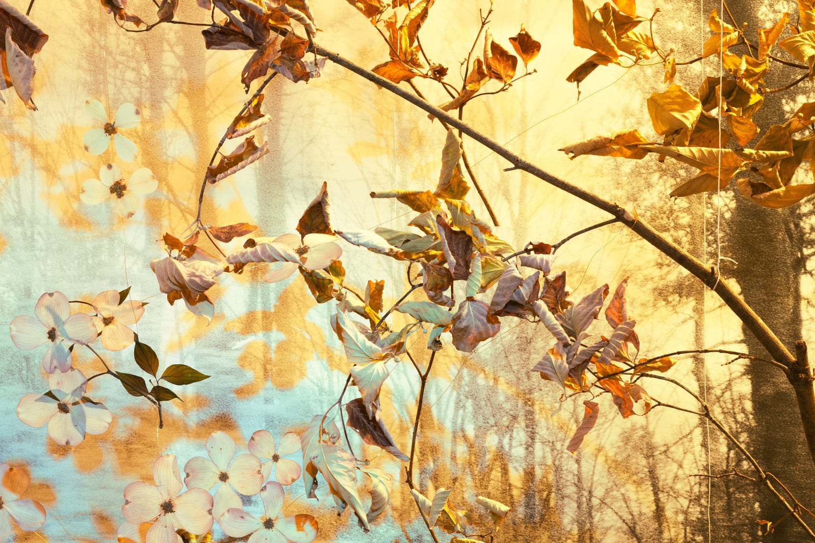 Peter Cochrane, The State Flower of Virginia is Actually a Tree—The Flowering Dogwood Acts as Harbinger of both Spring and Fall with its Early Blossoms and Changing Leaves, 2024