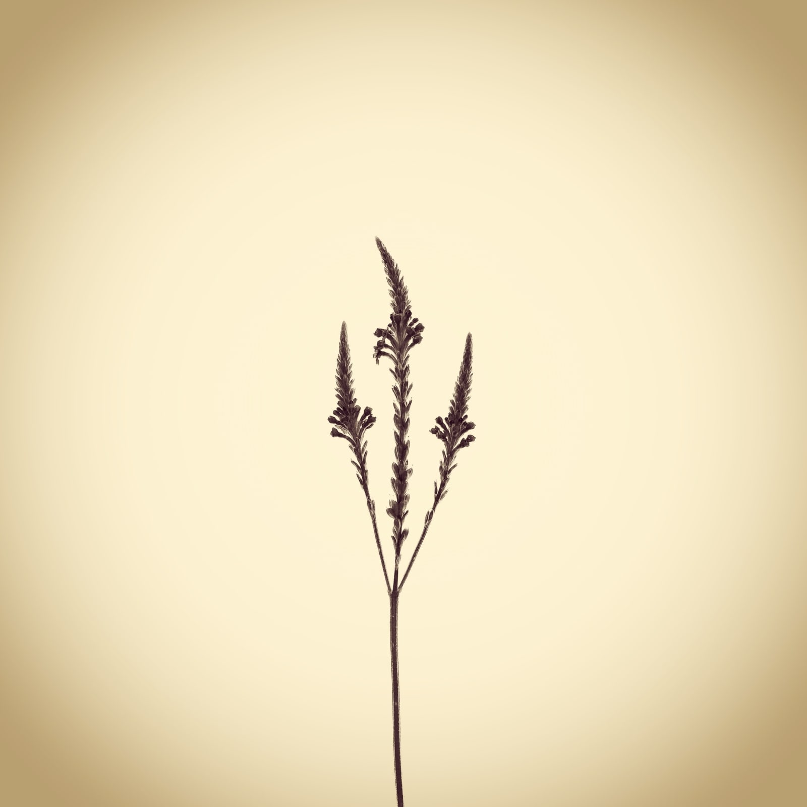 Joshua White, Blue Vervain, Verbena hastata, 2015