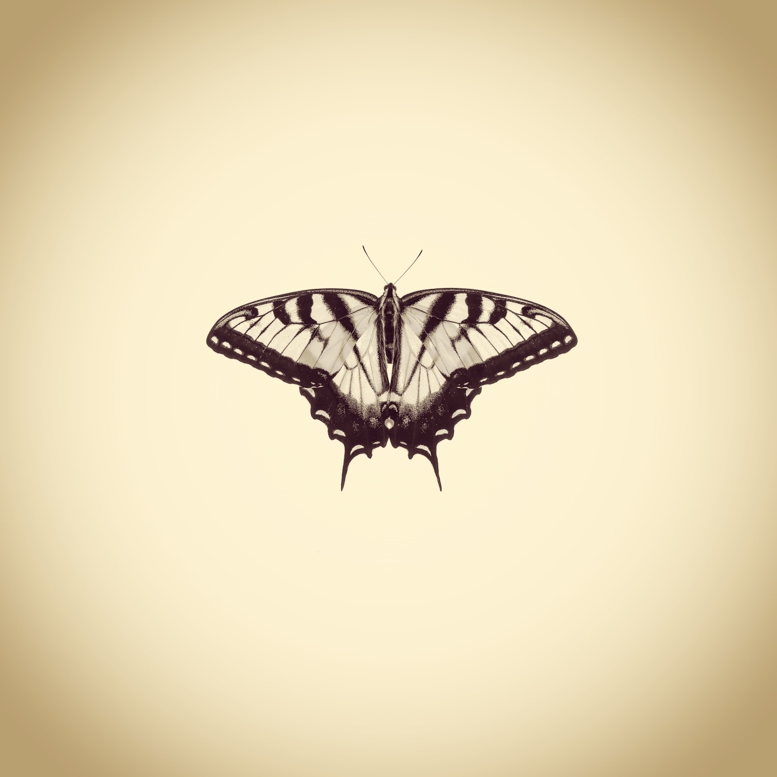 Joshua White, Male Easter Tiger Swallowtail, Papillio glaucus, 2015