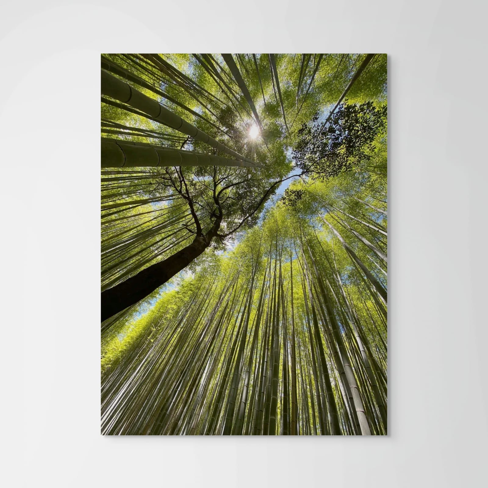 Alice Baughman, Bamboo Forest, 2024