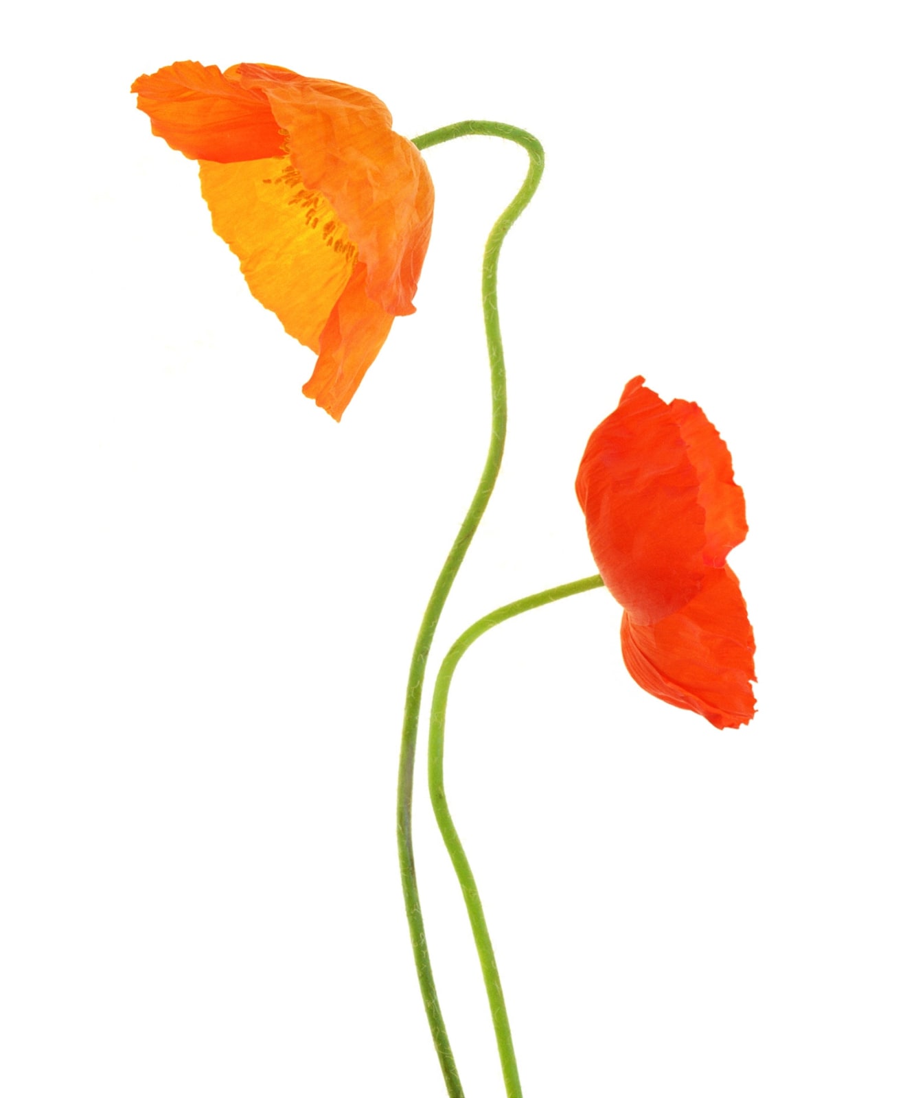 Fleming Cunningham, Big Poppies Right, 2020