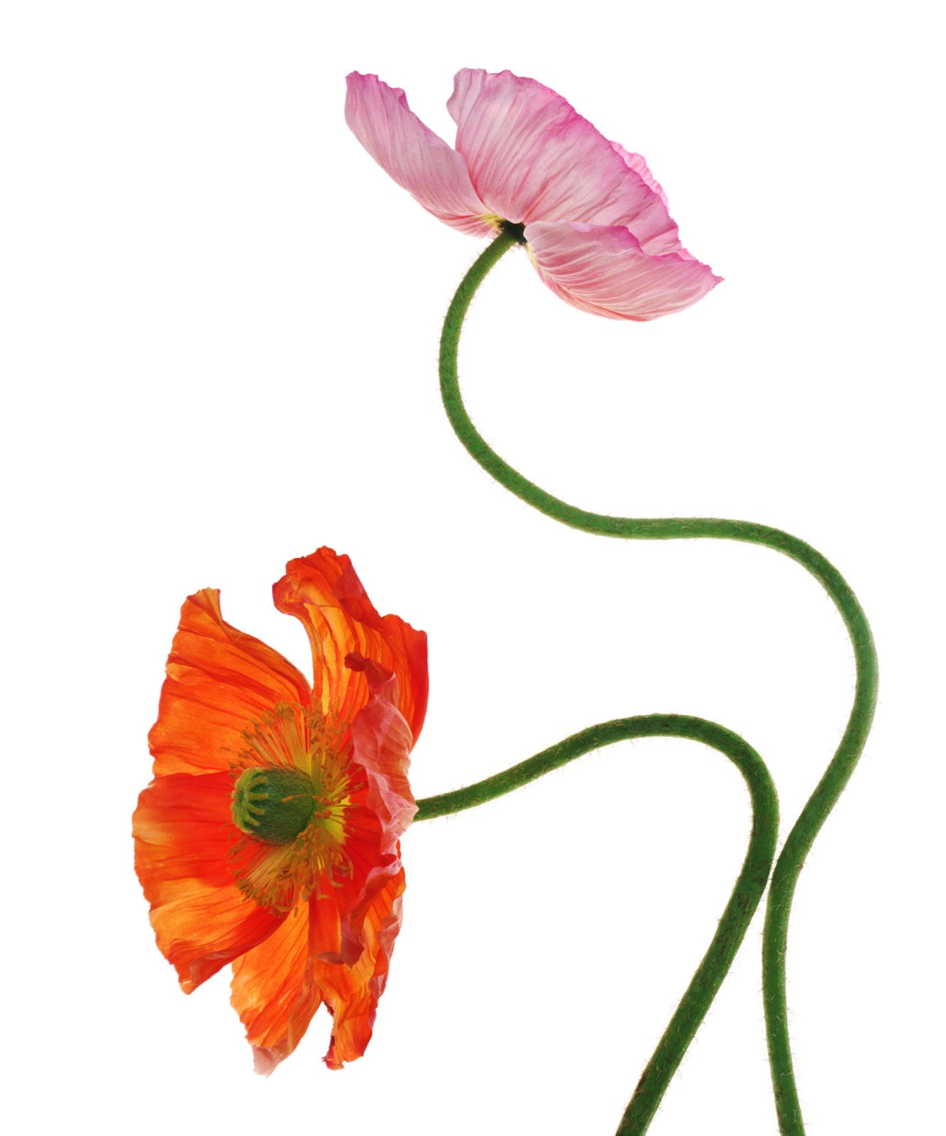 Fleming Cunningham, Pink and Red Poppies, 2020