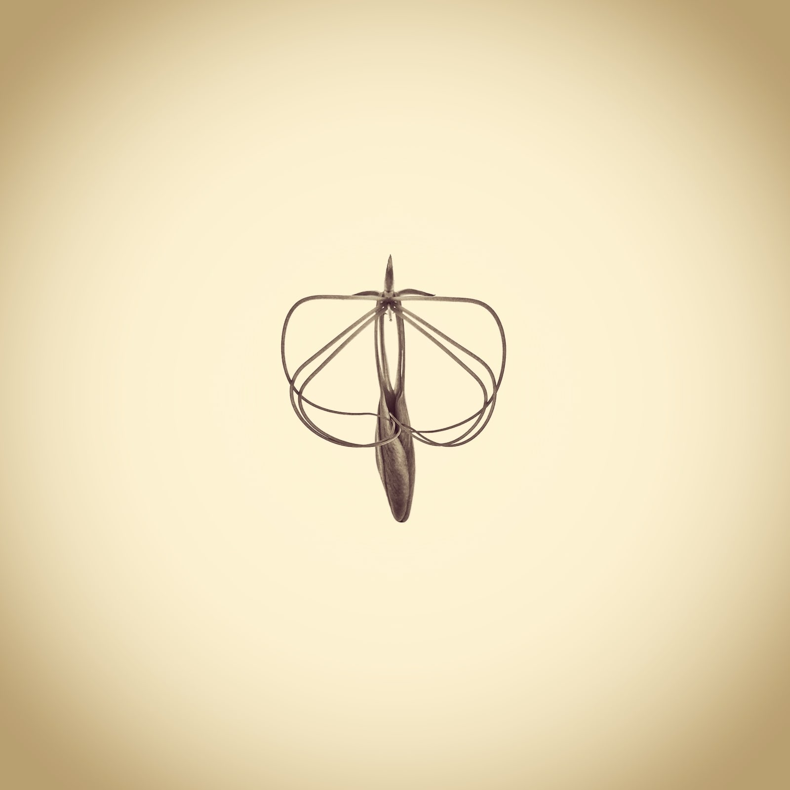 Joshua White, Spider Flower, Cleome hassleriana, 2015