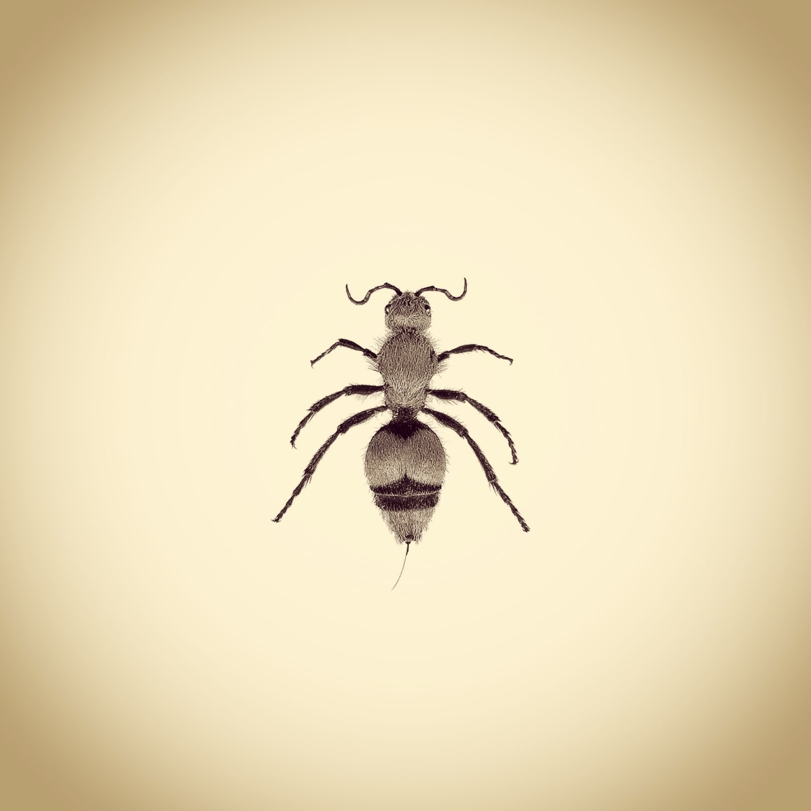 Joshua White, Female Red Velvet Ant or Cow Killer, Dasymutilla occidentalis, 2016