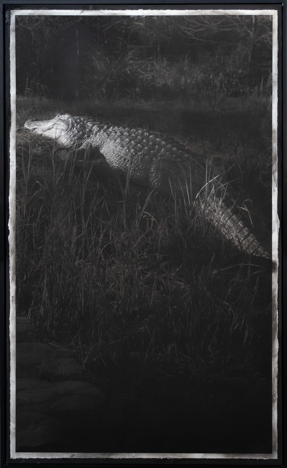 Caroline Minchew, Obadiah's Okefenokee, 2024