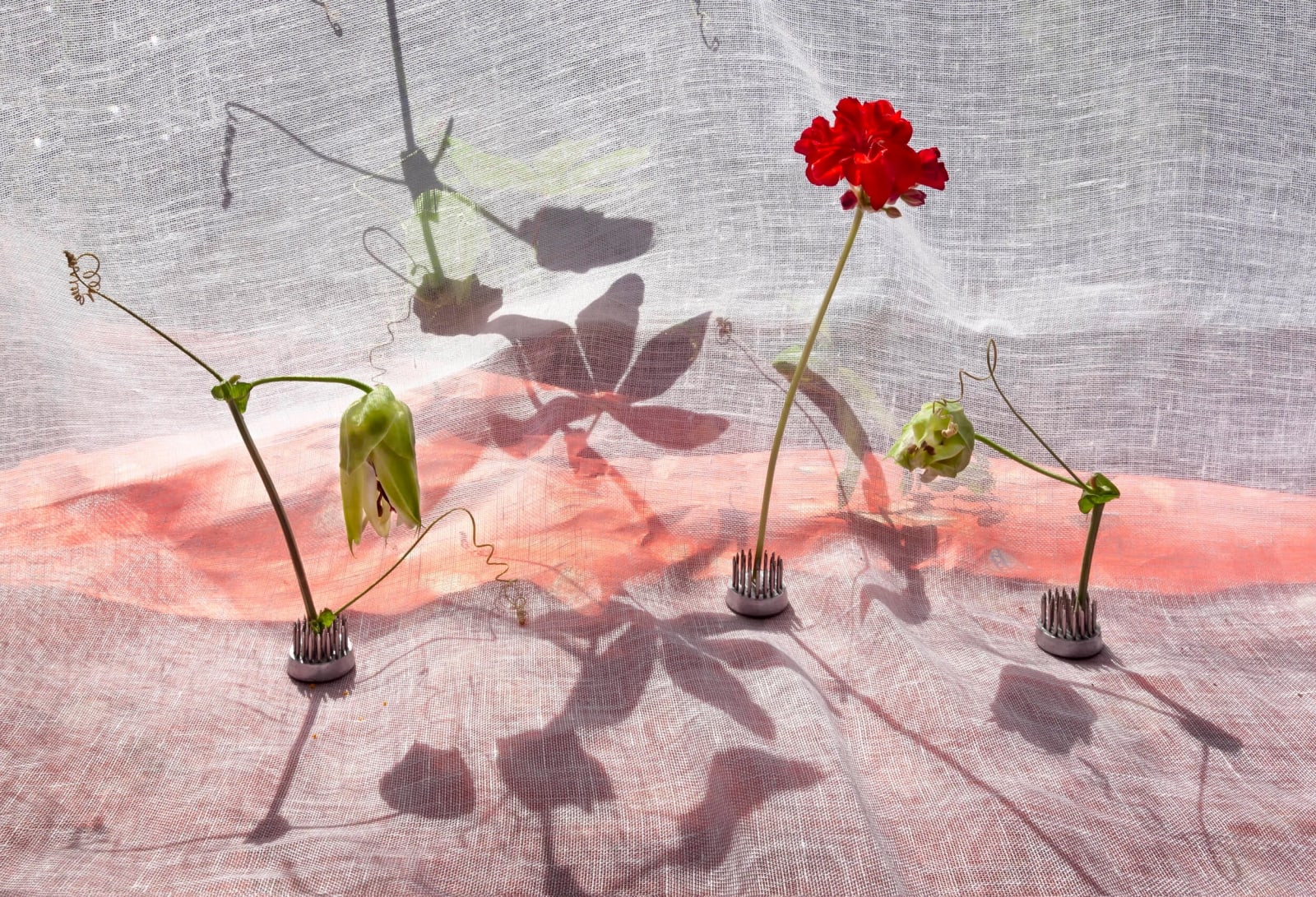 Pam Fox, Passion Flowers and Geranium, 2026