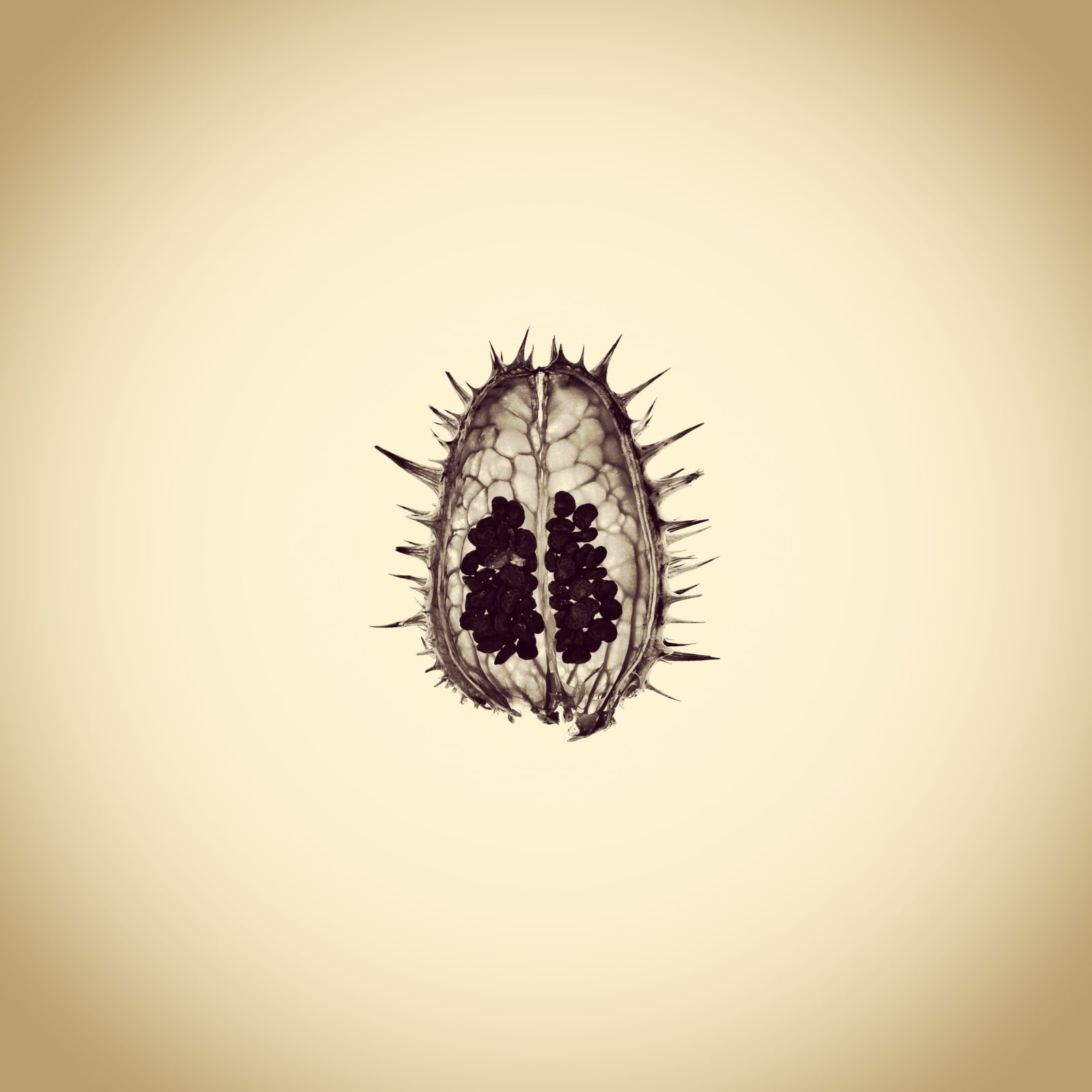 Joshua White, Jimson Weed Seed Pod, Datura stramonium, 2015