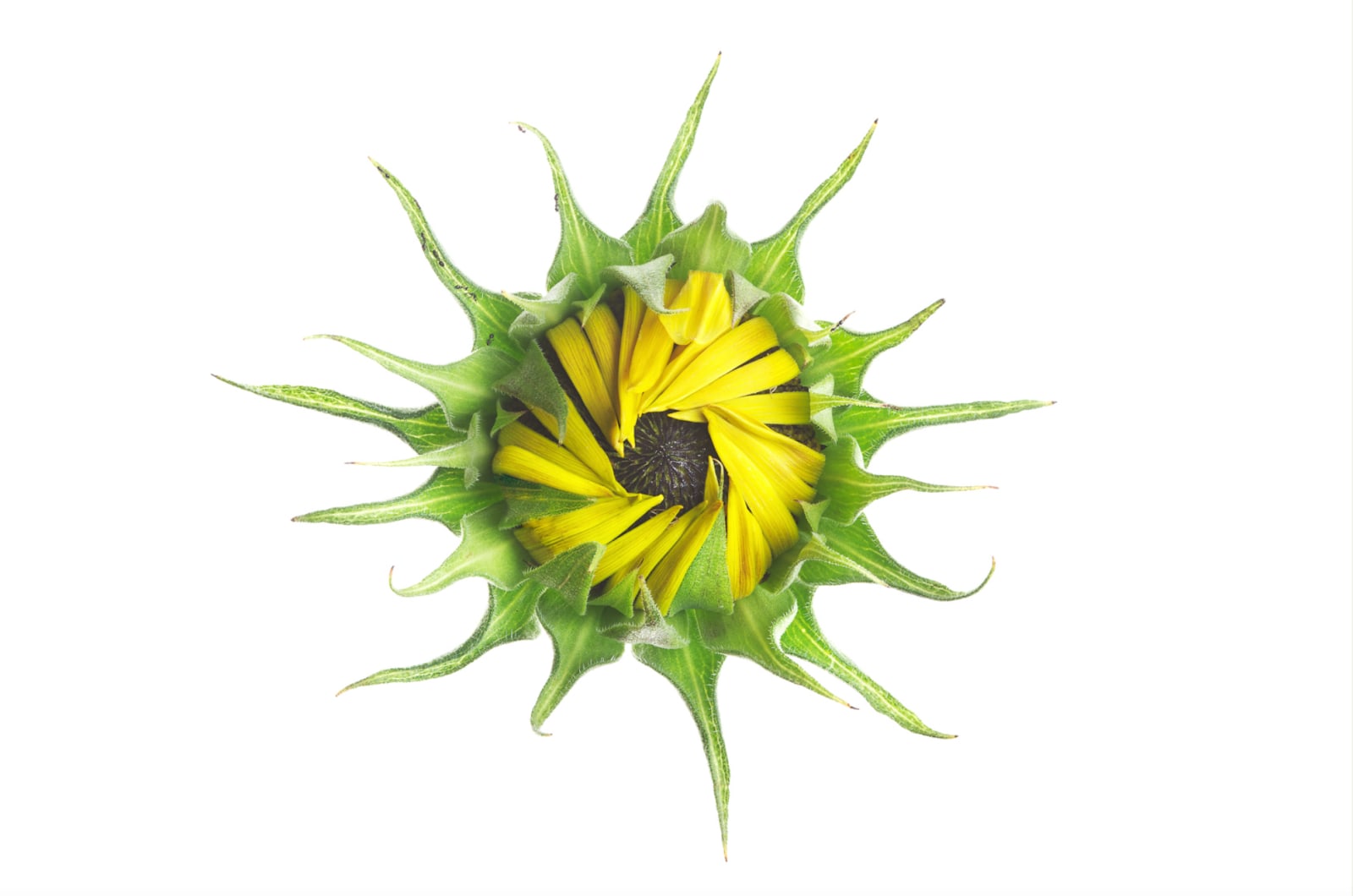 Robert Llewellyn, Sunflower (helianthus annus)