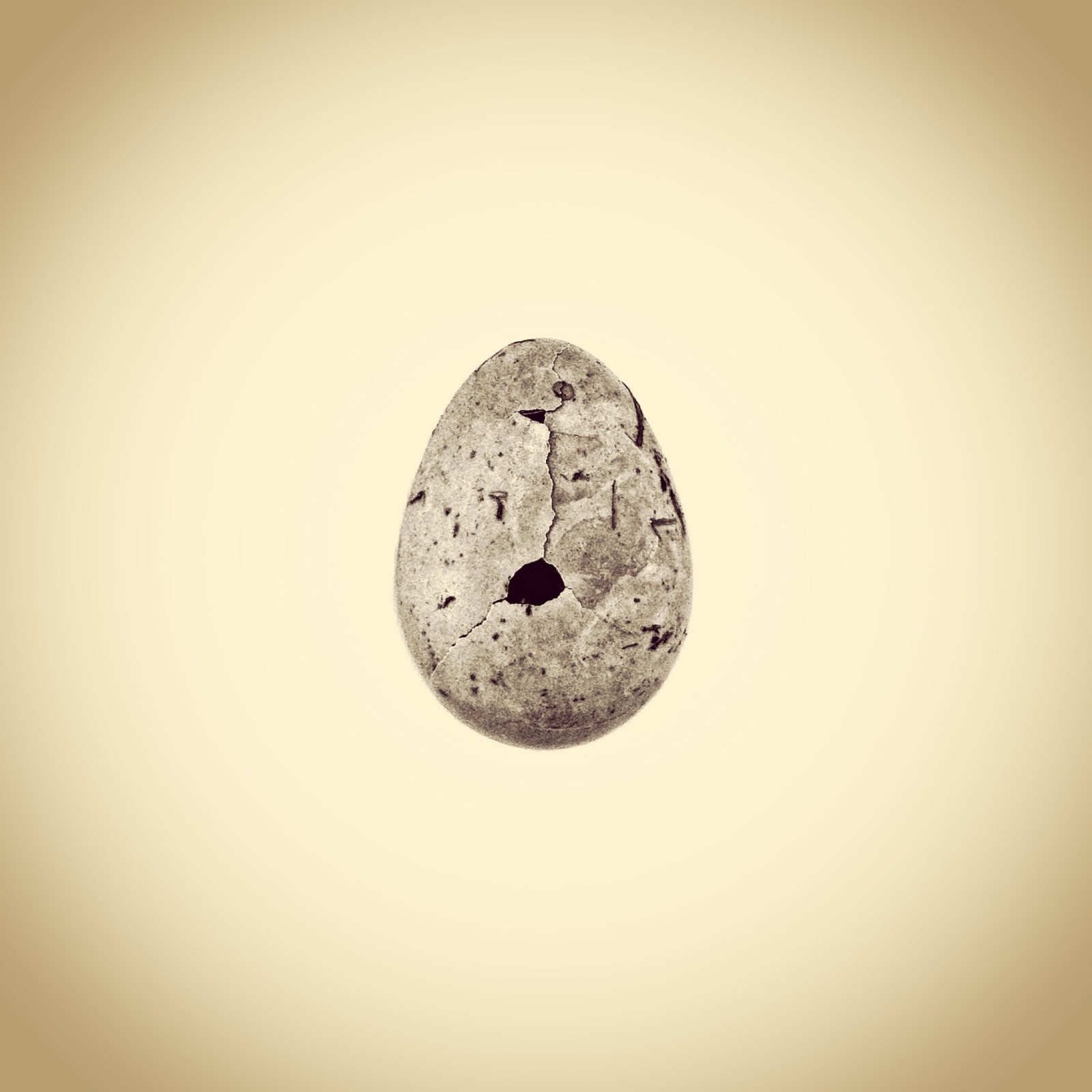 Joshua White, Robin's Egg, Turdus migratorious, 2013