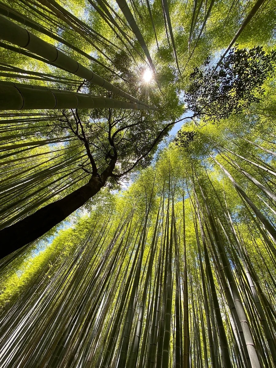 Alice Baughman, Bamboo Forest, 2024
