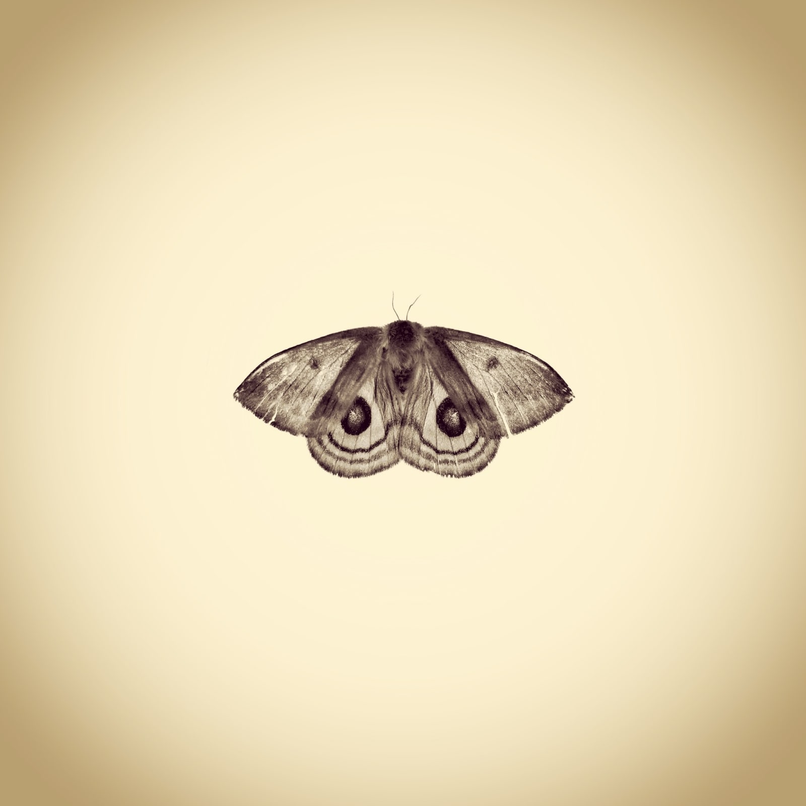 Joshua White, lo Moth, Automeris io, 2016