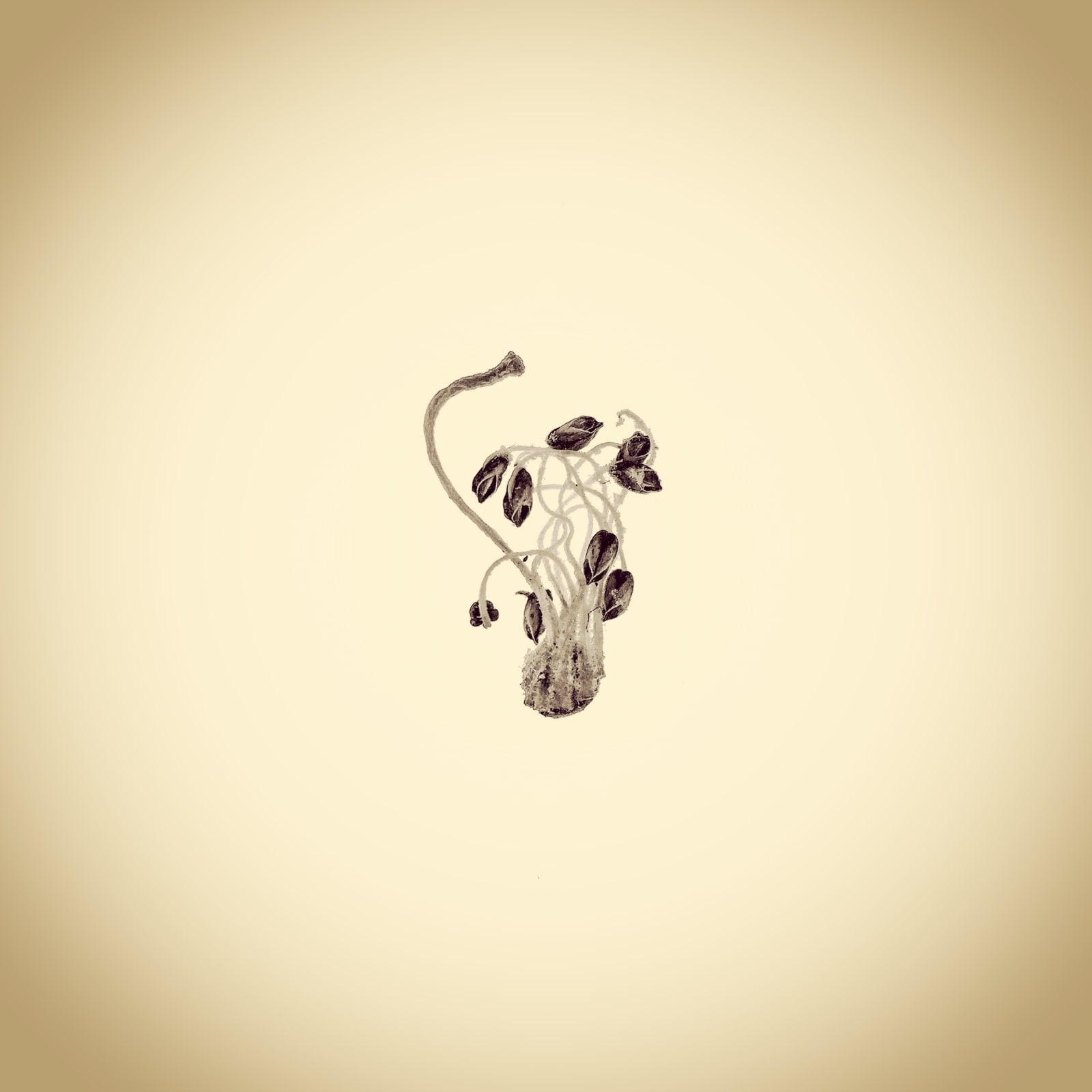 Joshua White, Unknown Stamen, 2015