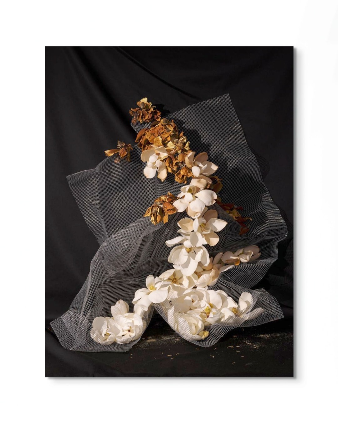 Peter Cochrane, The Magnolia is One of the most Ancient Flowering Plants on Earth at around 95 Million Years Old, 2024