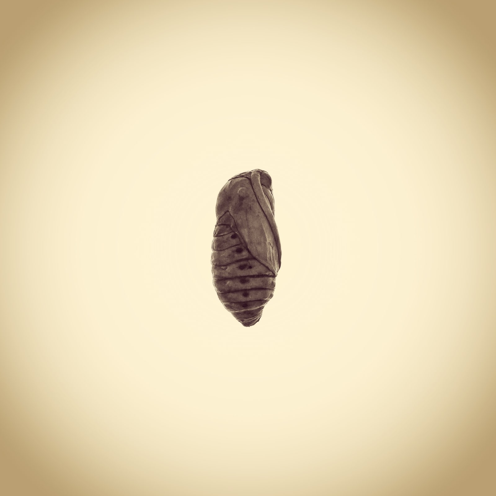 Joshua White, Banded Tussock Moth Pupa - Halysidota tessellaris, 2014