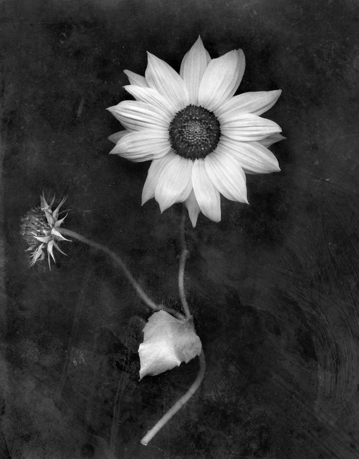 David Douglas, F-22 Italian Sunflower, 2012