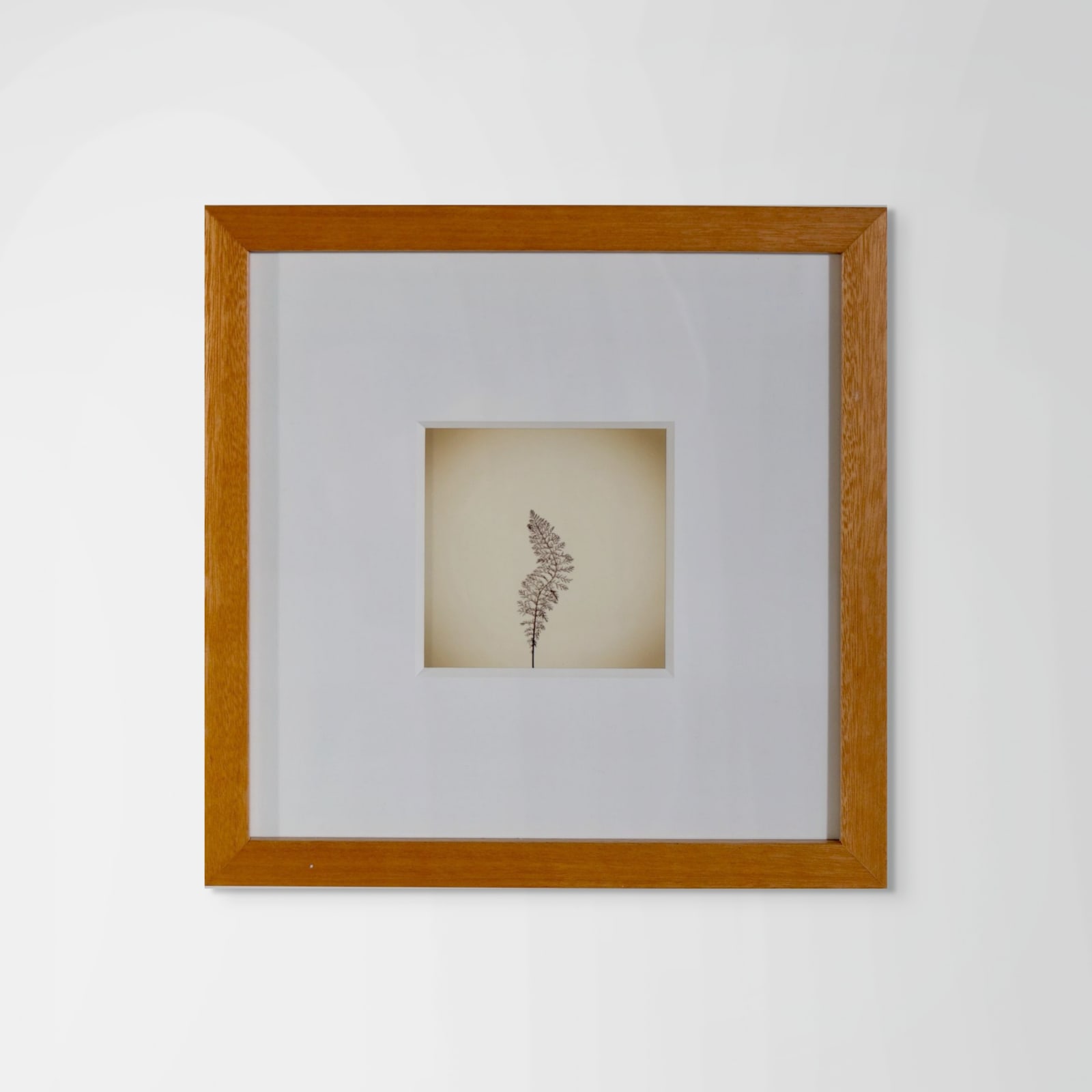 Joshua White, Yarrow, Achillea millefolium, 2017