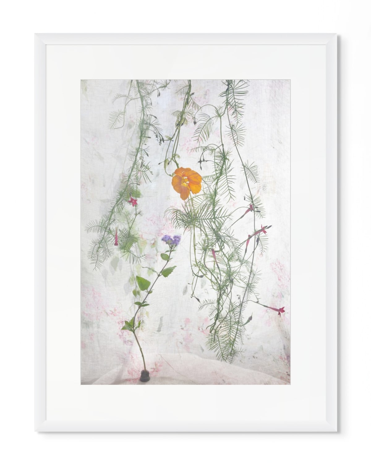 Pam Fox, Nasturtium, 2025