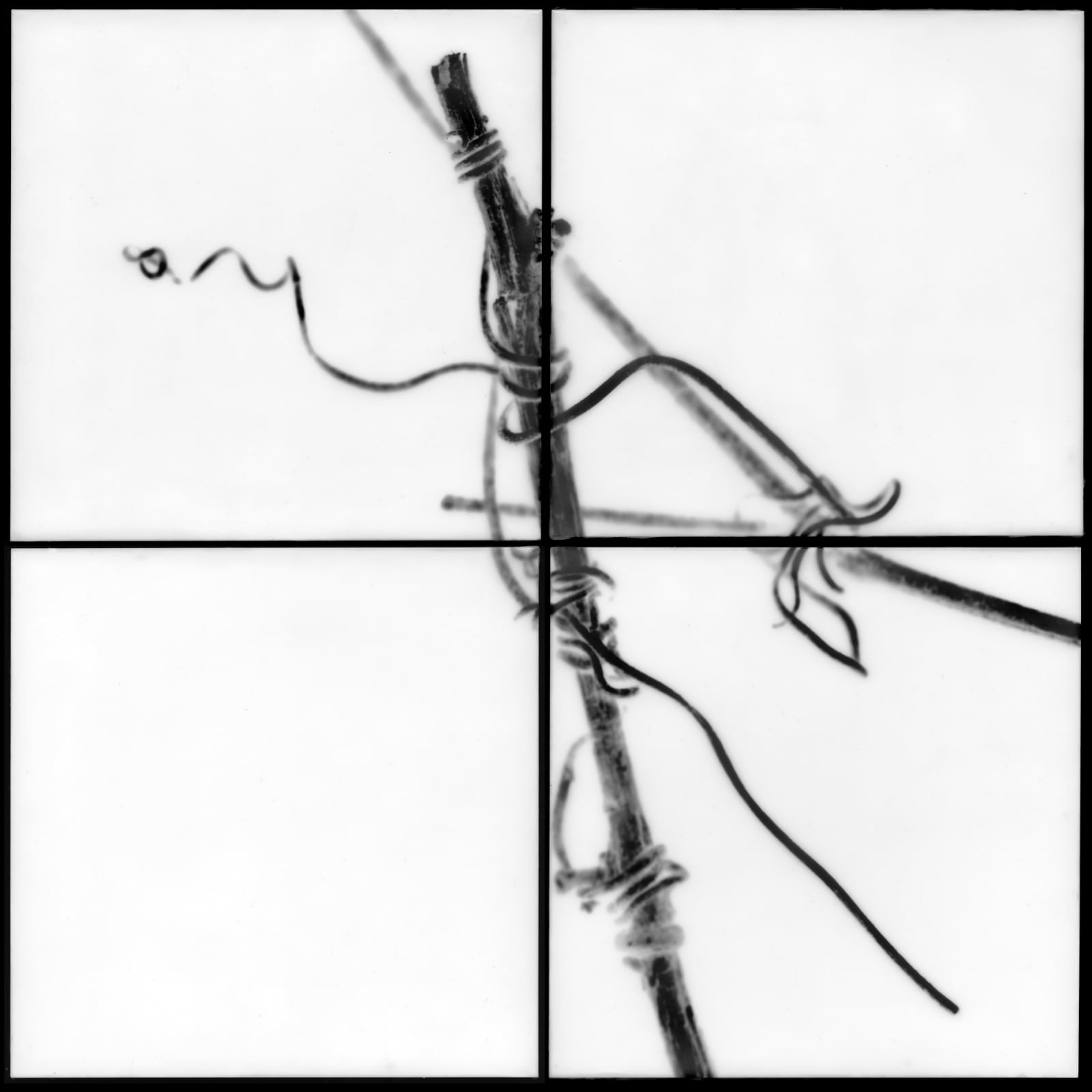 Christa Bowden, Muscadine I, 2009