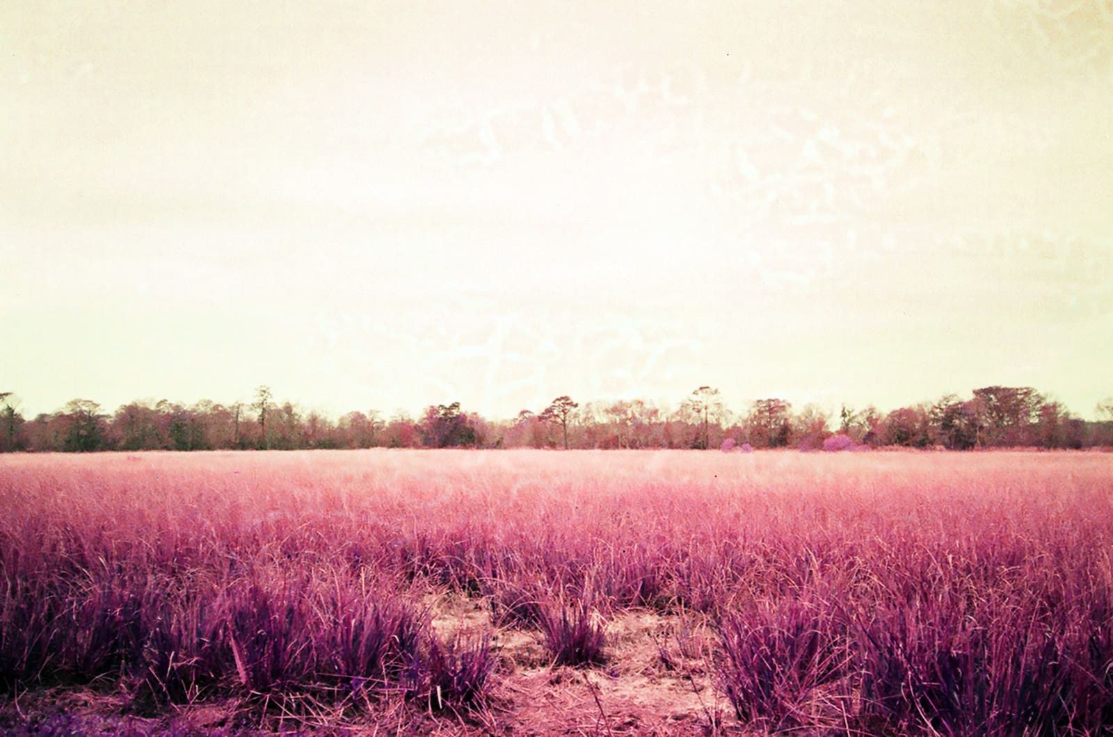 Cate Duckwall, Wetlands 5, 2023