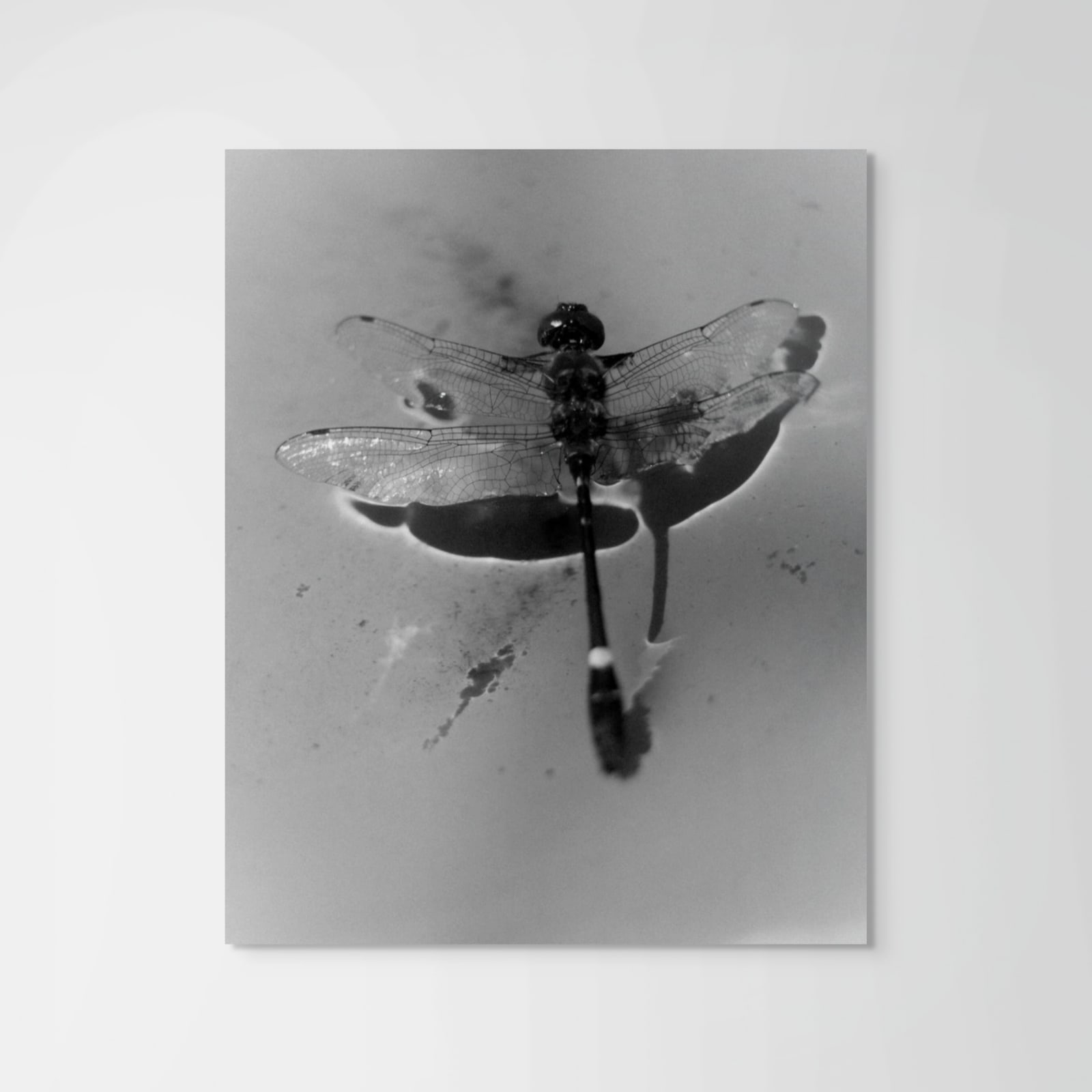 Jack Fox, Untitled (Dragonfly in still water)