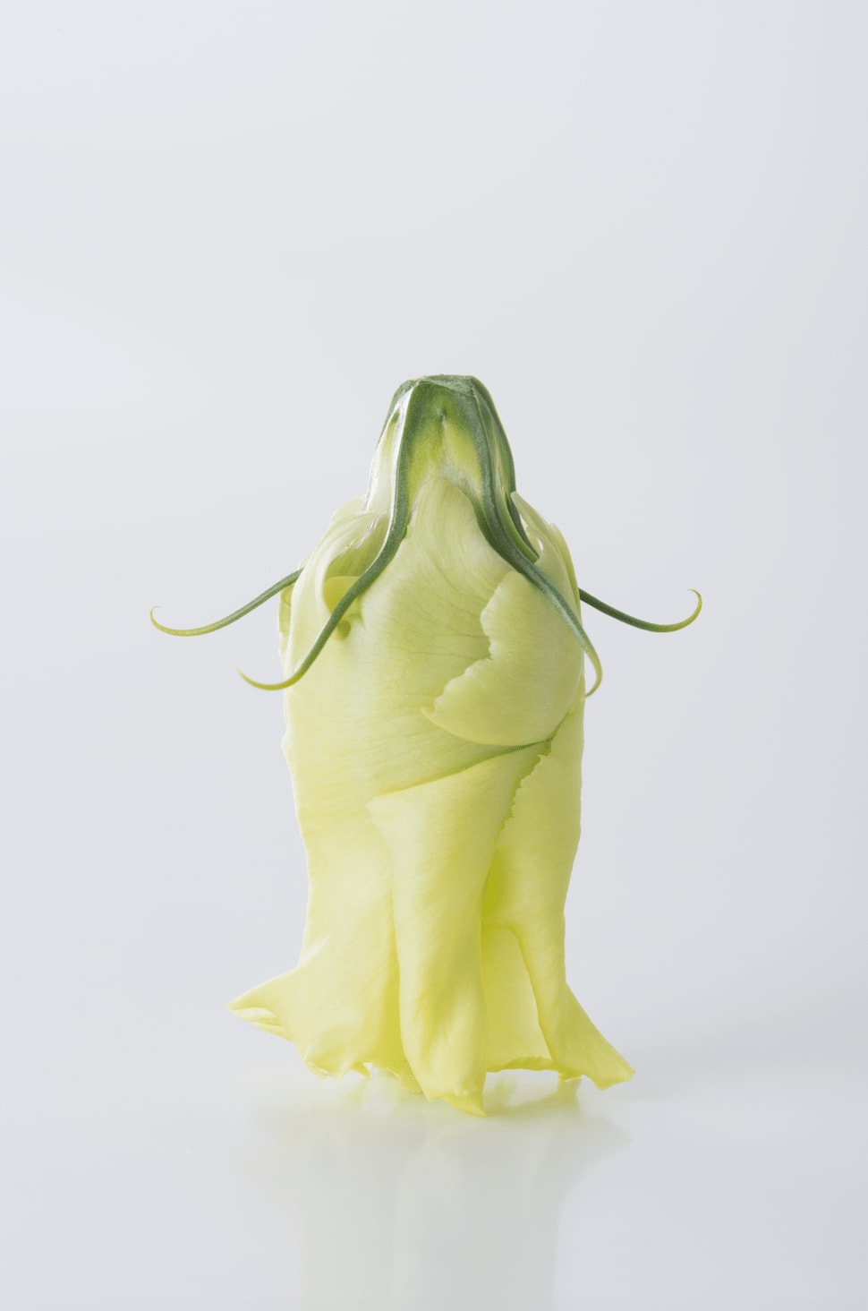 Margarete Fuchs, Waltzing Mathilda, 2020